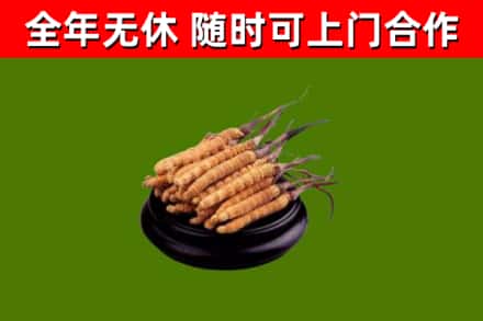 吉安县回收散虫草